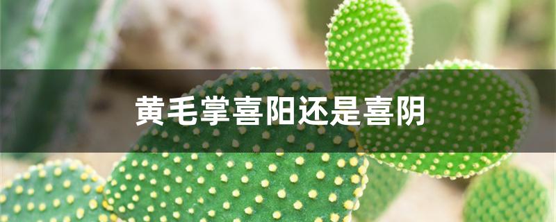 黄毛掌喜阳还是喜阴 黄毛掌喜阳还是喜阴
