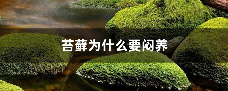 苔藓为什么要闷养 苔藓为什么要闷养