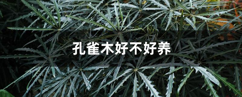 孔雀木好不好养 孔雀木好不好养