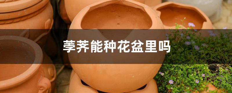 荸荠能种花盆里吗 荸荠能种花盆里吗
