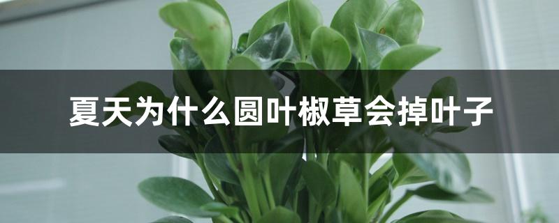 夏天为什么圆叶椒草会掉叶子 夏天为什么圆叶椒草会掉叶子