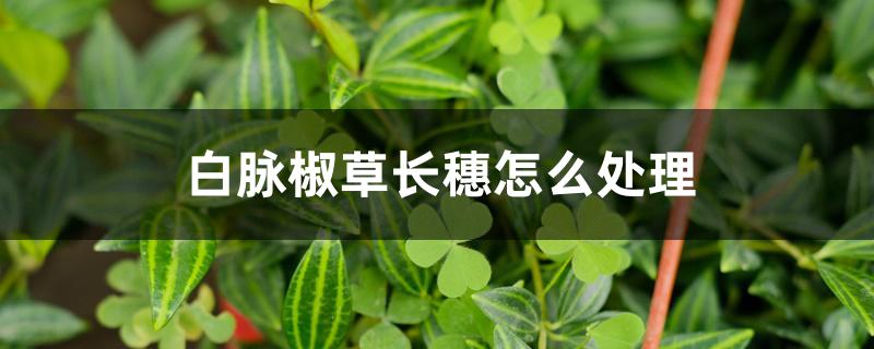 白脉椒草长穗怎么处理 白脉椒草长穗怎么处理