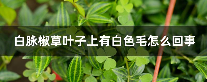 白脉椒草叶子上有白色毛怎么回事 白脉椒草叶子上有白色毛怎么回事