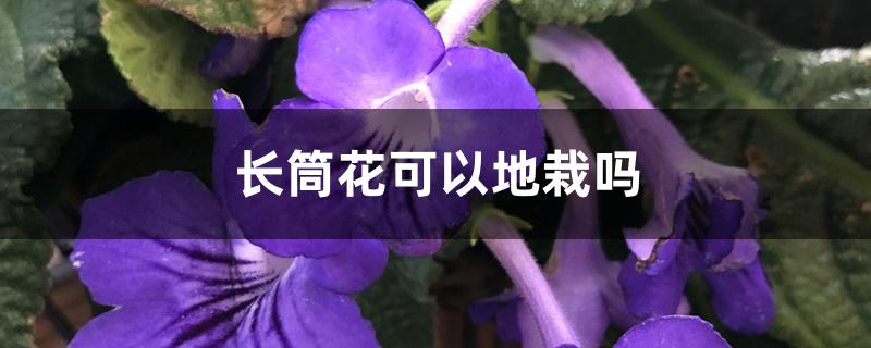 长筒花可以地栽吗 长筒花可以地栽吗