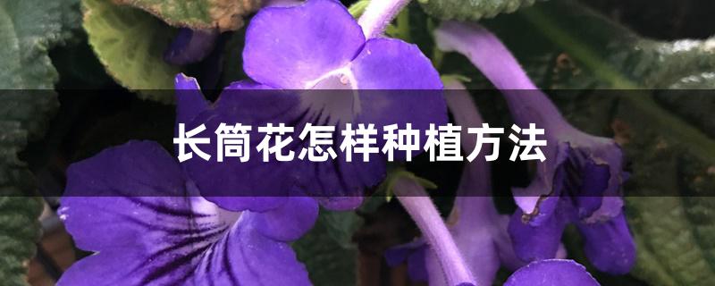 长筒花怎样种植方法 长筒花怎样种植方法