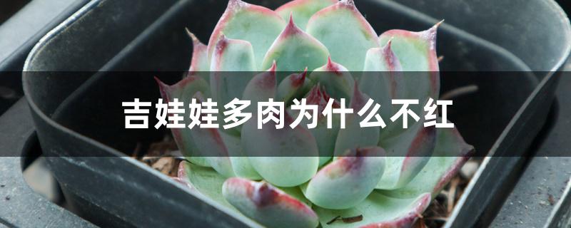 吉娃娃多肉为什么不红