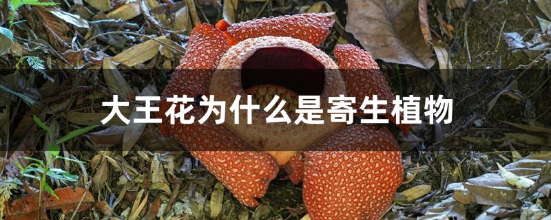 大王花为什么是寄生植物 大王花为什么是寄生植物