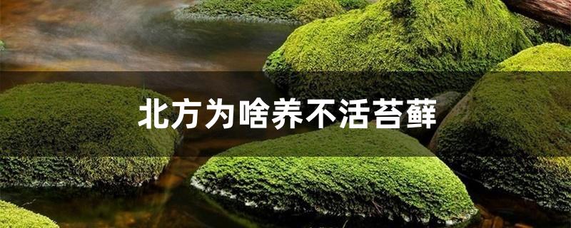 北方为啥养不活苔藓