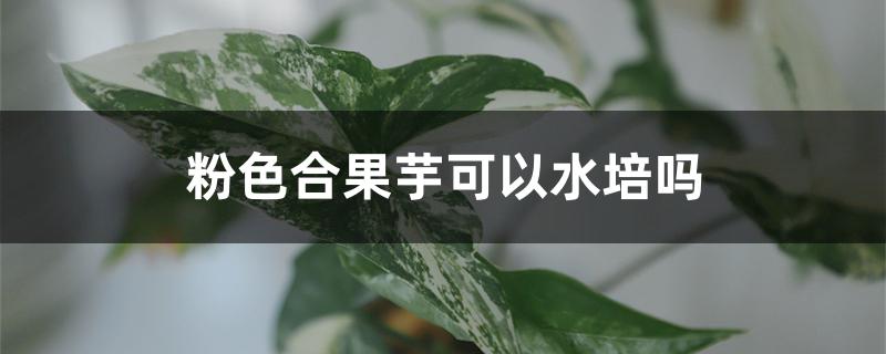 粉色合果芋可以水培吗 粉色合果芋可以水培吗