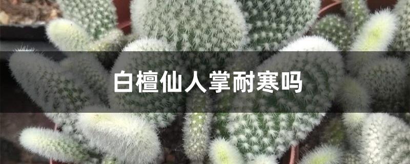 白檀仙人掌耐寒吗 白檀仙人掌耐寒吗