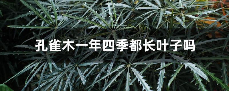 孔雀木一年四季都长叶子吗 孔雀木一年四季都长叶子吗