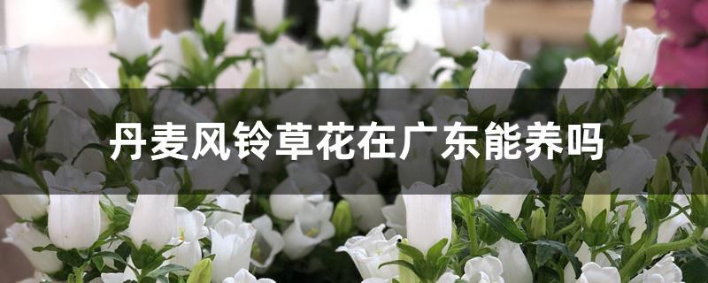 丹麦风铃草花在广东能养吗 丹麦风铃草花在广东能养吗