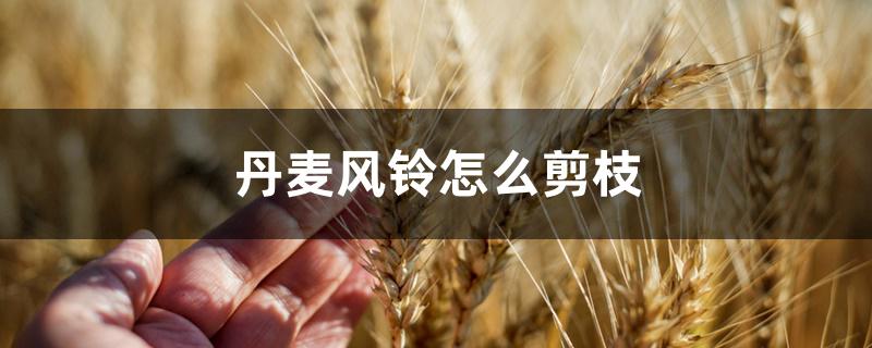 丹麦风铃怎么剪枝 丹麦风铃怎么剪枝