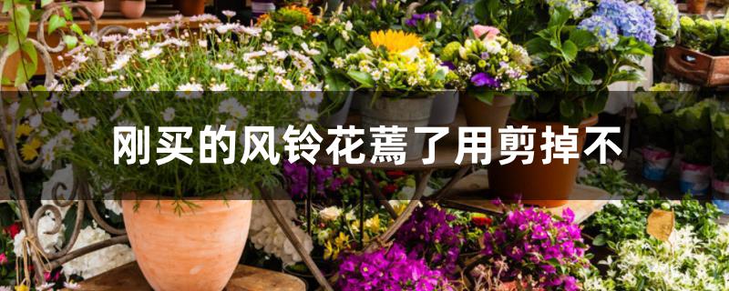 刚买的风铃花蔫了用剪掉不 刚买的风铃花蔫了用剪掉不