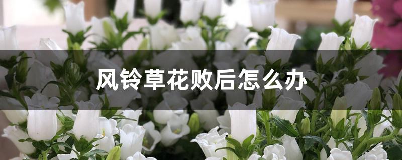 风铃草花败后怎么办 风铃草花败后怎么办