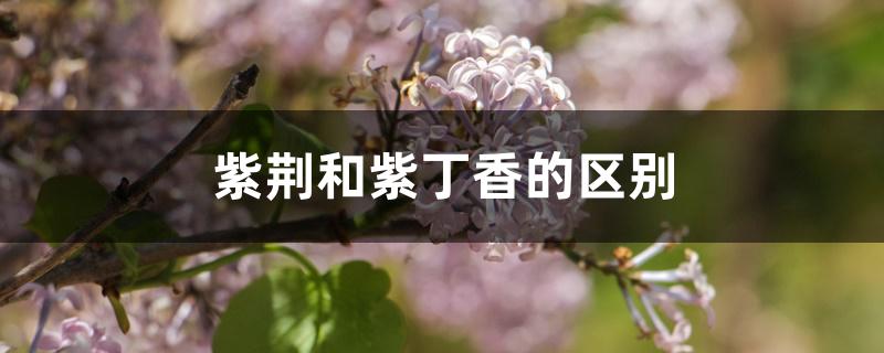紫荆和紫丁香的区别 紫荆和紫丁香的区别