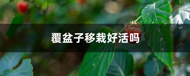 覆盆子移栽好活吗 覆盆子移栽好活吗