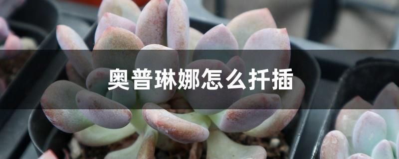 奥普琳娜怎么扦插 奥普琳娜怎么扦插