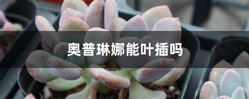 奥普琳娜能叶插吗 奥普琳娜能叶插吗
