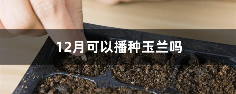 12月可以播种玉兰吗 12月可以播种玉兰吗