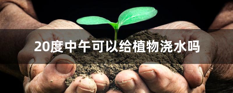 20度中午可以给植物浇水吗 20度中午可以给植物浇水吗