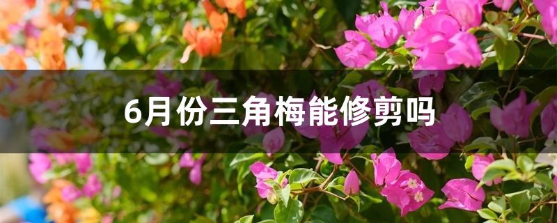 6月份三角梅能修剪吗 6月份三角梅能修剪吗