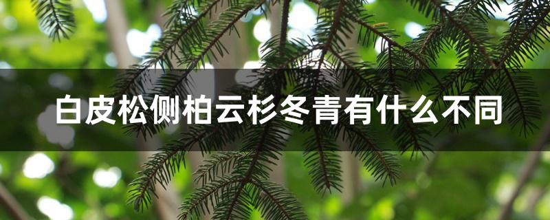 白皮松侧柏云杉冬青有什么不同 白皮松侧柏云杉冬青有什么不同