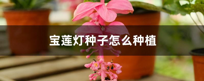 宝莲灯种子怎么种植 宝莲灯种子怎么种植