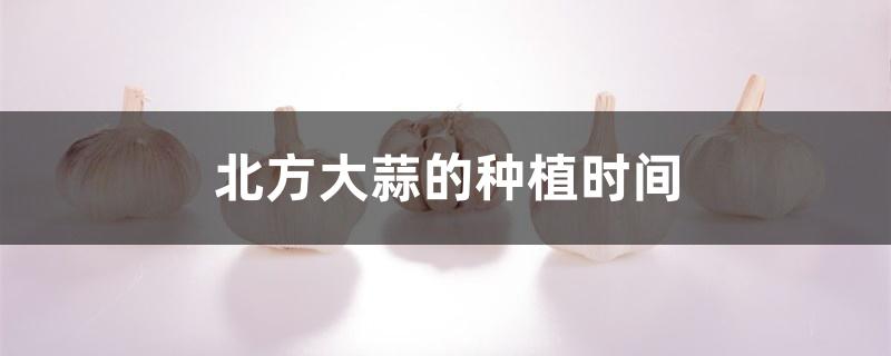北方大蒜的种植时间 北方大蒜的种植时间