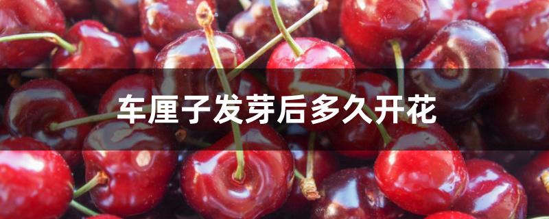 车厘子发芽后多久开花