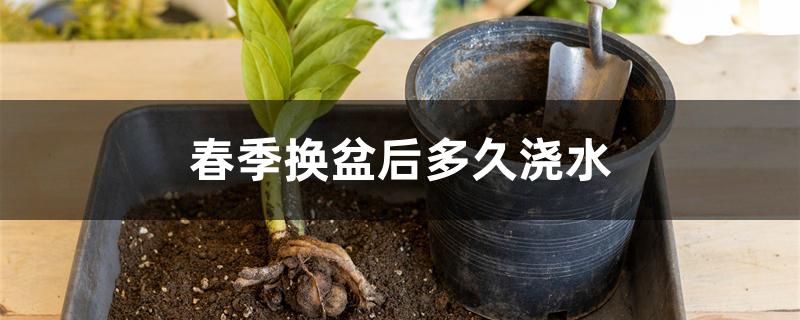 春季换盆后多久浇水 春季换盆后多久浇水