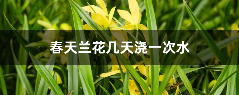 春天兰花几天浇一次水 春天兰花几天浇一次水