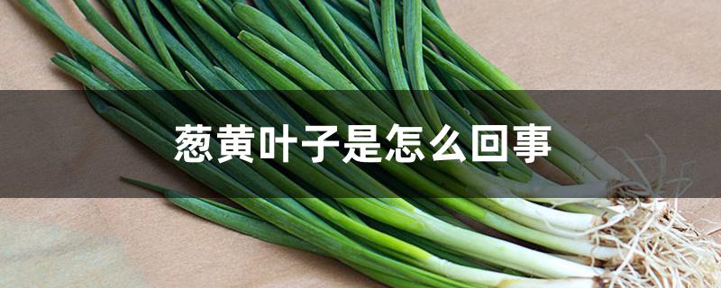 葱黄叶子是怎么回事 葱黄叶子是怎么回事