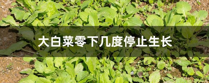 大白菜零下几度停止生长 大白菜零下几度停止生长