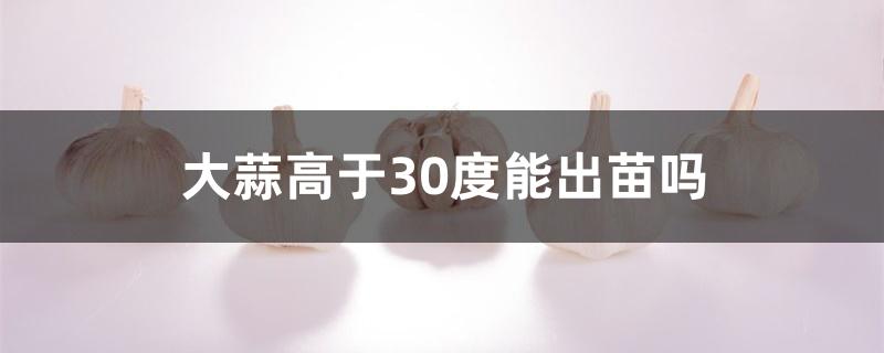 大蒜高于30度能出苗吗 大蒜高于30度能出苗吗