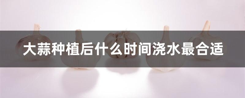 大蒜种植后什么时间浇水最合适 大蒜种植后什么时间浇水最合适