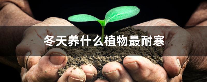 冬天养什么植物最耐寒 冬天养什么植物最耐寒