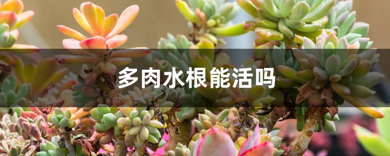 多肉水根能活吗 多肉水根能活吗