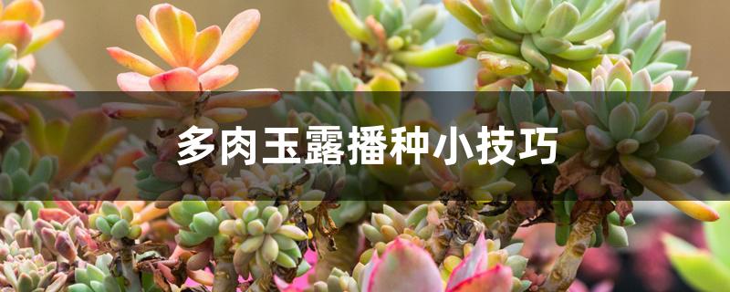 多肉玉露播种小技巧 多肉玉露播种小技巧
