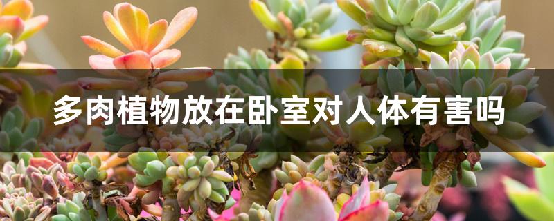 多肉植物放在卧室对人体有害吗 多肉植物放在卧室对人体有害吗