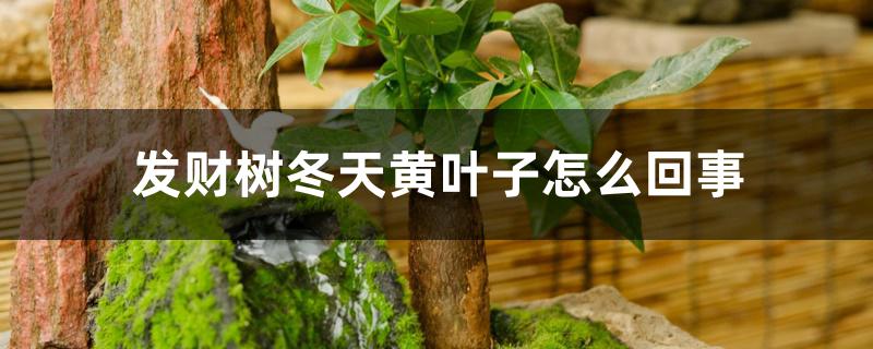 发财树冬天黄叶子怎么回事 发财树冬天黄叶子怎么回事