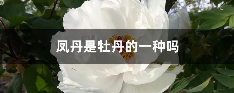 凤丹是牡丹的一种吗 凤丹是牡丹的一种吗