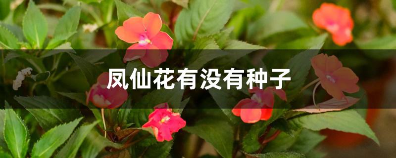 凤仙花有没有种子