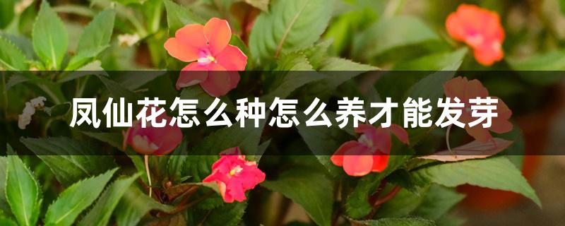 凤仙花怎么种怎么养才能发芽 凤仙花怎么种怎么养才能发芽