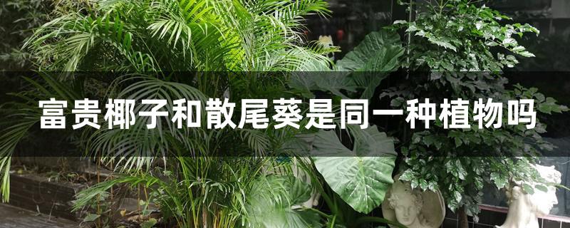 富贵椰子和散尾葵是同一种植物吗 富贵椰子和散尾葵是同一种植物吗