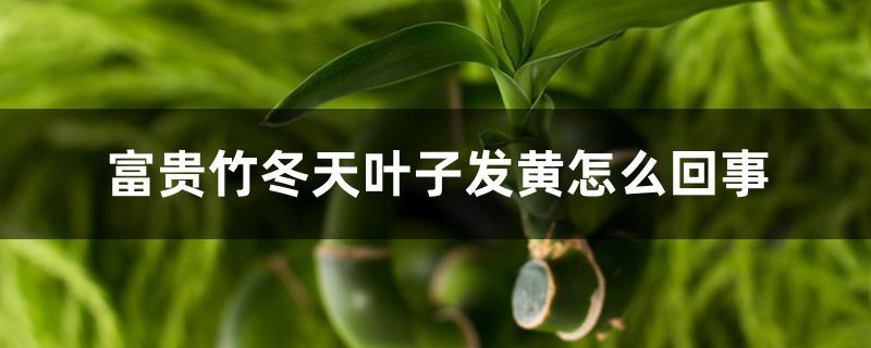 富贵竹冬天叶子发黄怎么回事 富贵竹冬天叶子发黄怎么回事