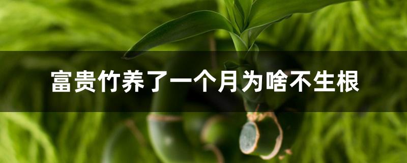 富贵竹养了一个月为啥不生根 富贵竹养了一个月为啥不生根