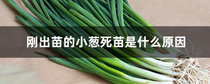 刚出苗的小葱死苗是什么原因 刚出苗的小葱死苗是什么原因