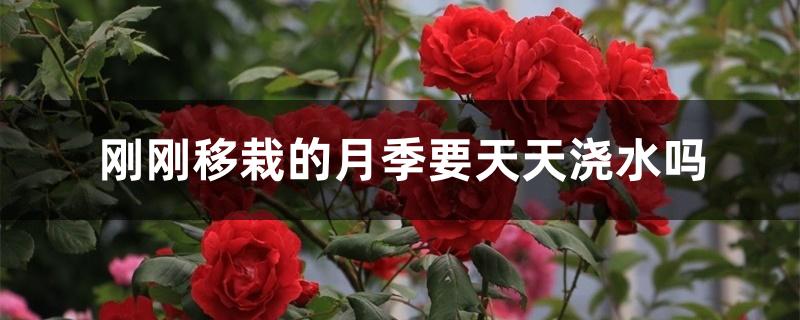 刚刚移栽的月季要天天浇水吗 刚刚移栽的月季要天天浇水吗