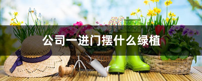 公司一进门摆什么绿植 公司一进门摆什么绿植